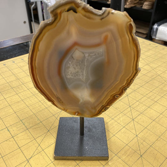 Mounted Slice of Petrified Wood