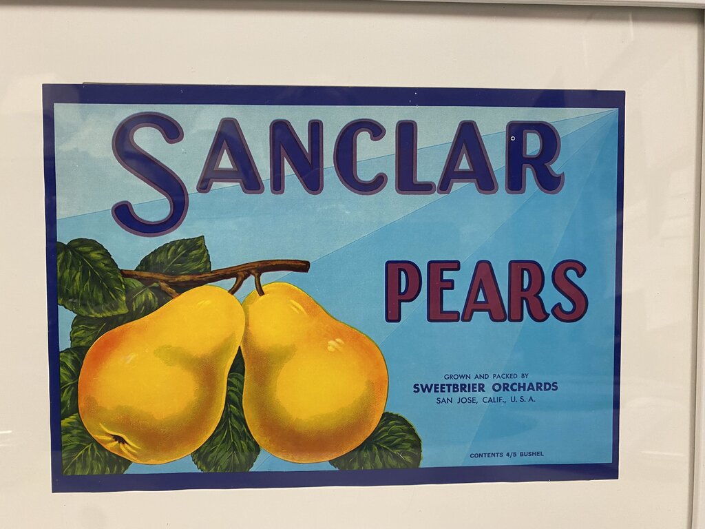 "Sanclar Pears"