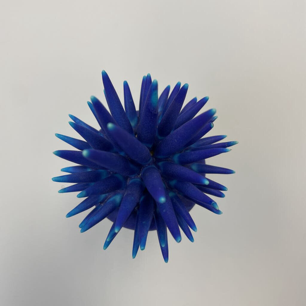 Ceramic Sea Urchin--Decorative