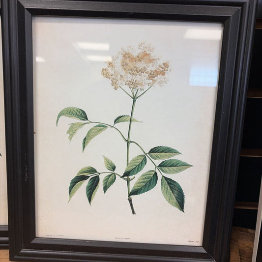 Framed Flora Print