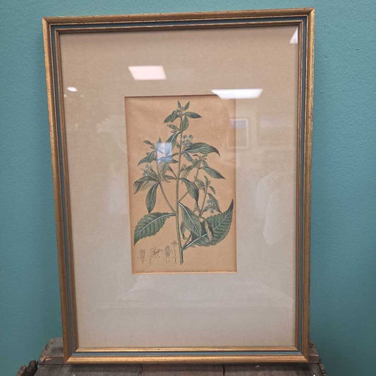 Vintage Framed Botanical Print on Aged Paper