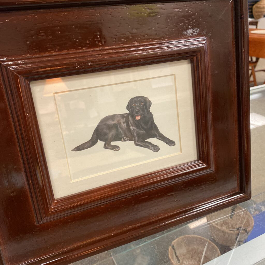Black Lab Print
