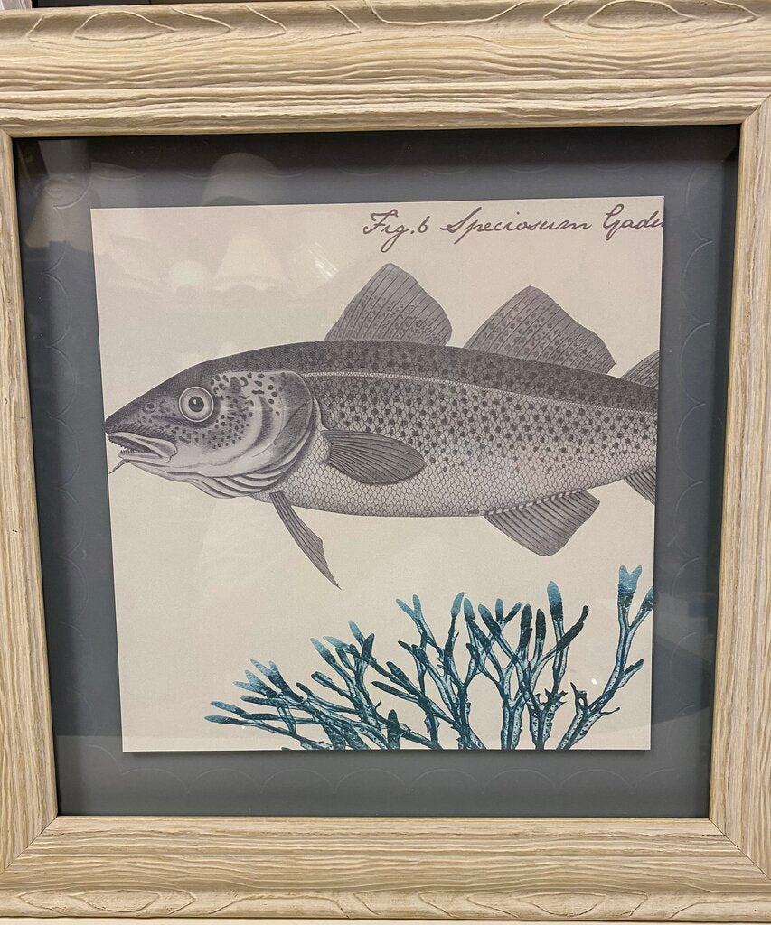 Fig.6 Speciosurn Gai "Atlantic Cod"