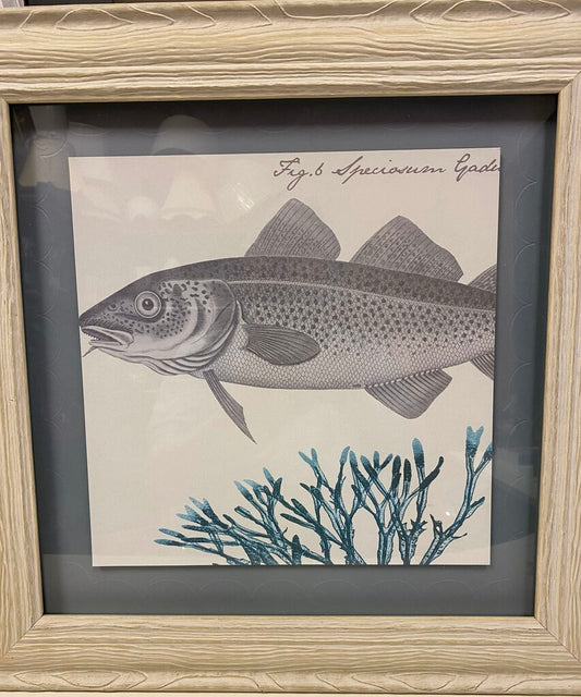 Fig.6 Speciosurn Gai "Atlantic Cod"