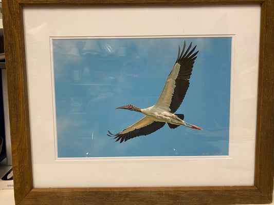 Ripley "Stork in Flight: Photo