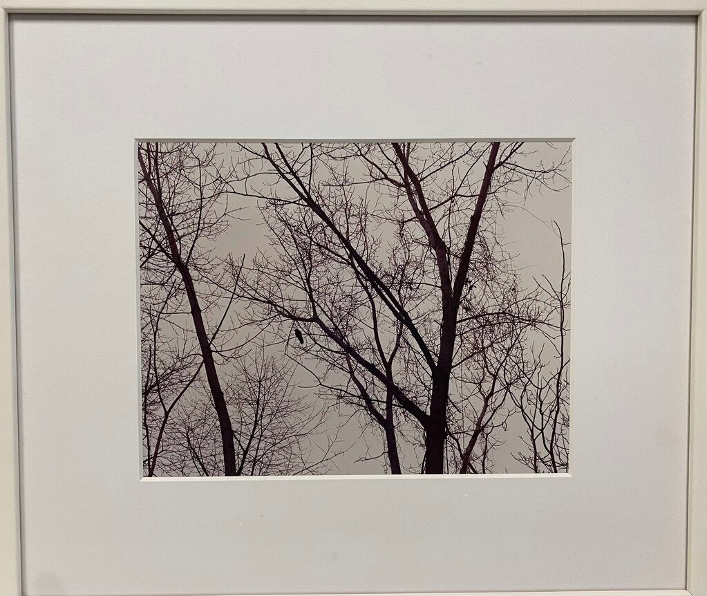 Gina Liberto "Bird in the Trees"