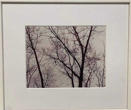 Gina Liberto "Bird in the Trees"