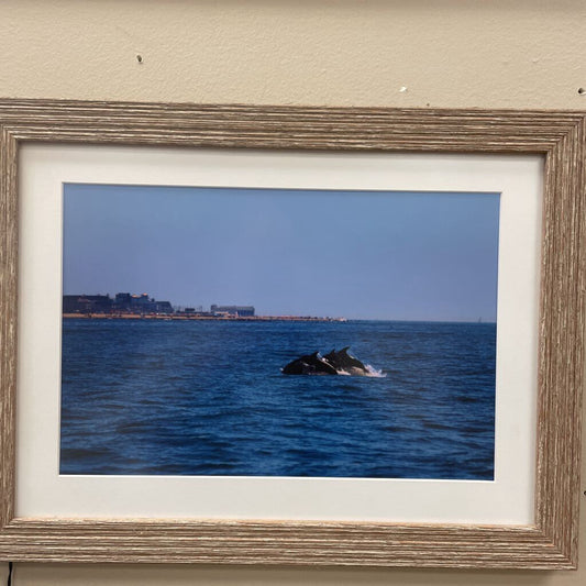 "A Pod of Dolphins" Print Framed Photograph