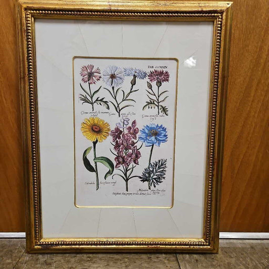 Historical Botanicals Print TAB CCCXXIX