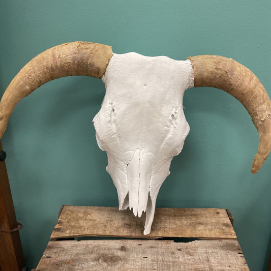 Decorative White Cow Skull