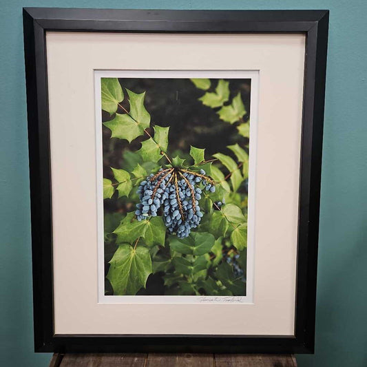 Concord Grapes Photo Print by James W. Teaford
