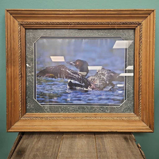 Loon Photograph Print in Rustic Wood Frame
