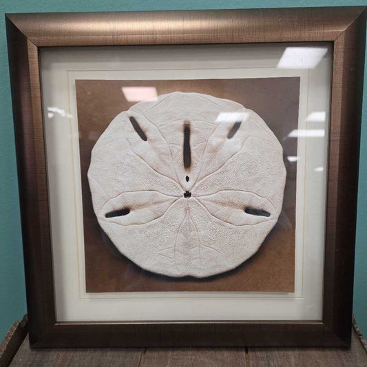 Sepia Sand Dollar Wall Art