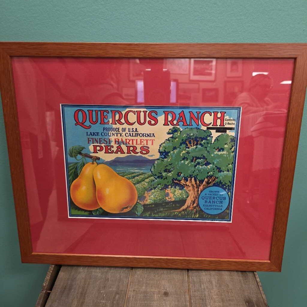 Quercus Ranch Pears Advertisement Framed Print