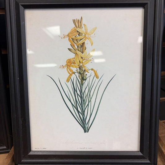 Framed Flora Print