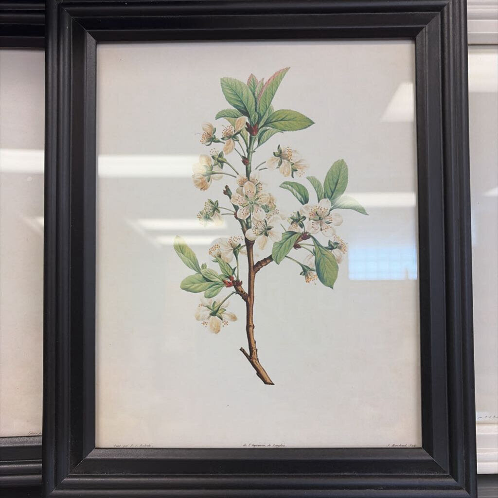 Framed Flora Print