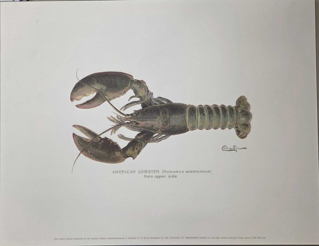 American Lobster ArtiPlaq