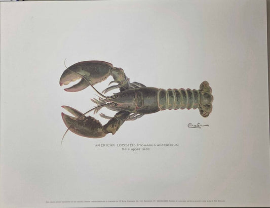 American Lobster ArtiPlaq