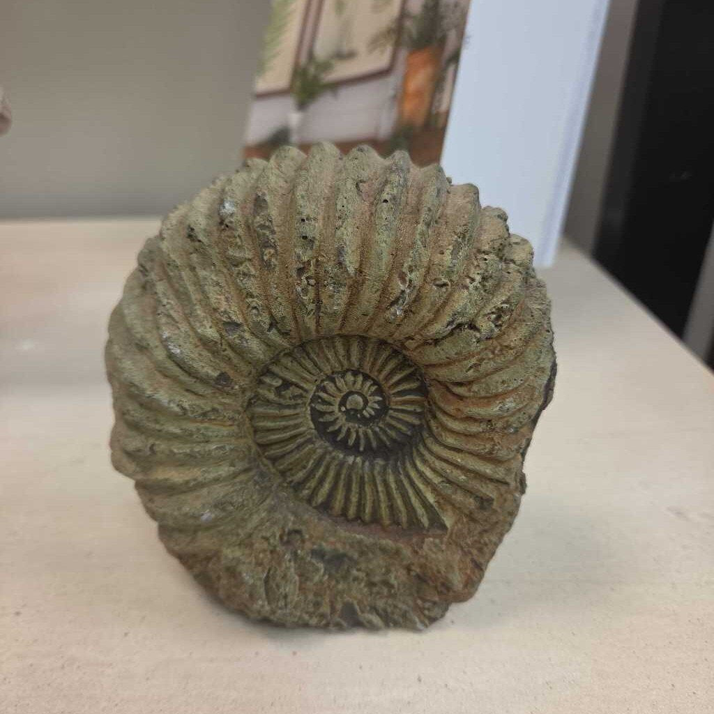 Stone Nautilus Fossil
