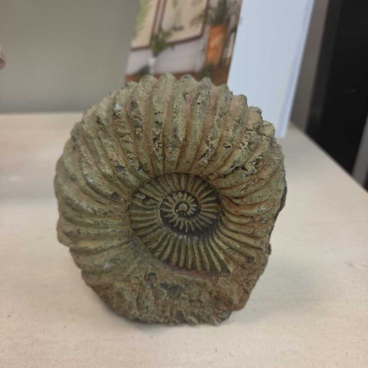 Stone Nautilus Fossil