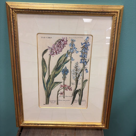 Historical Botanicals Print. Framed