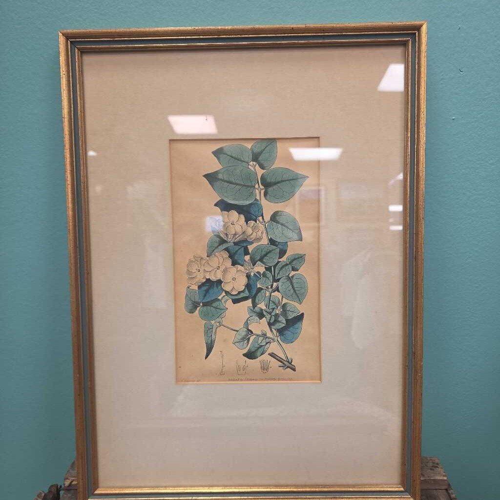 Vintage Framed Botanical Print on Aged Paper