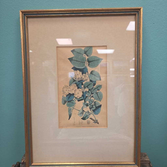 Vintage Framed Botanical Print on Aged Paper