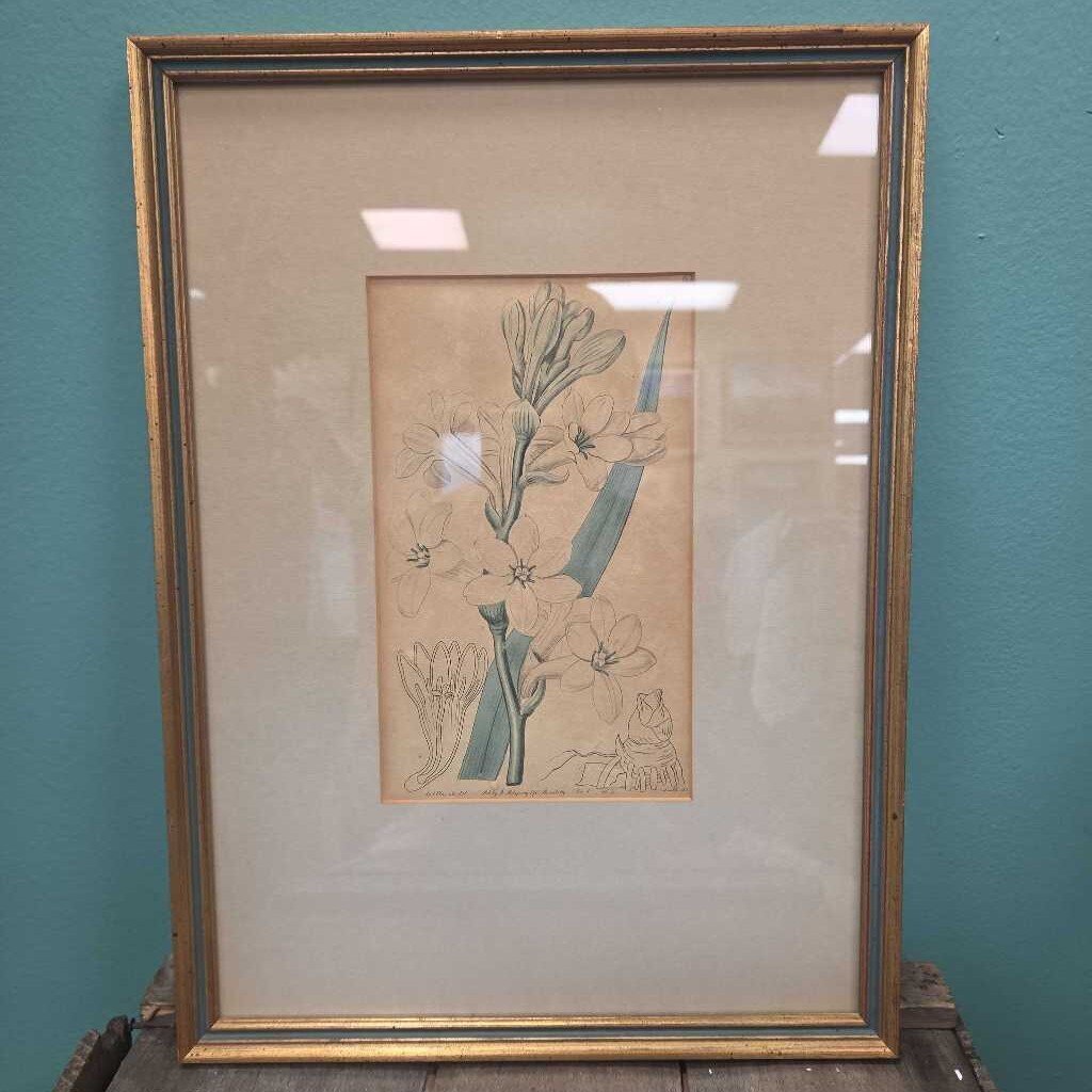 Vintage Framed Botanical Print on Aged Paper