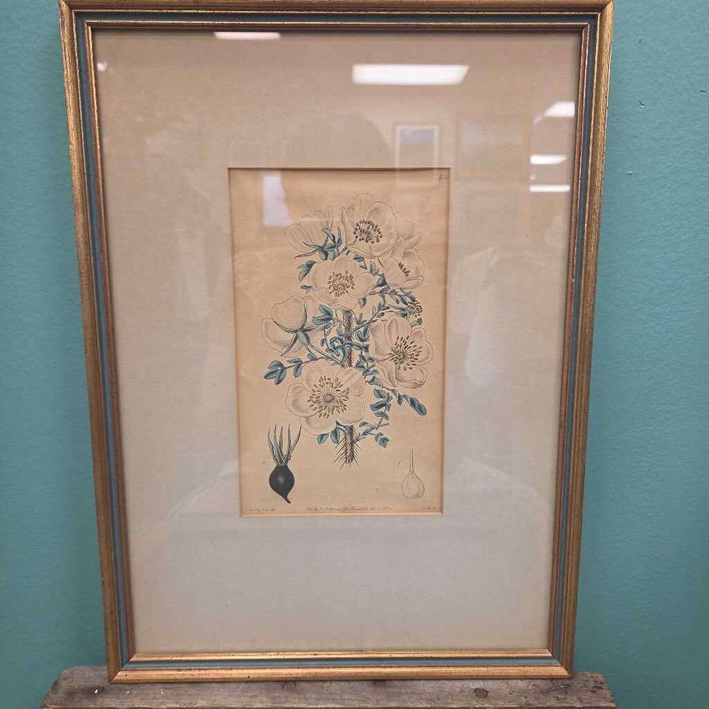 Vintage Framed Botanical Print on Aged Paper