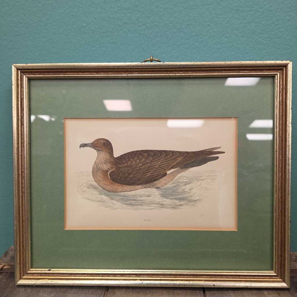 Skua Bird Art Print - Matted and Framed
