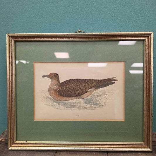 Skua Bird Art Print - Matted and Framed