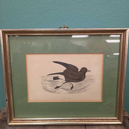 Stormy Petrel Bird Art Print - Matted and Framed