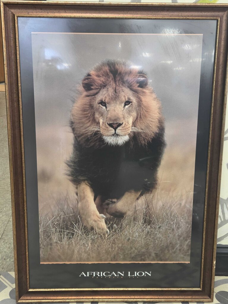 African Lion Framed Print
