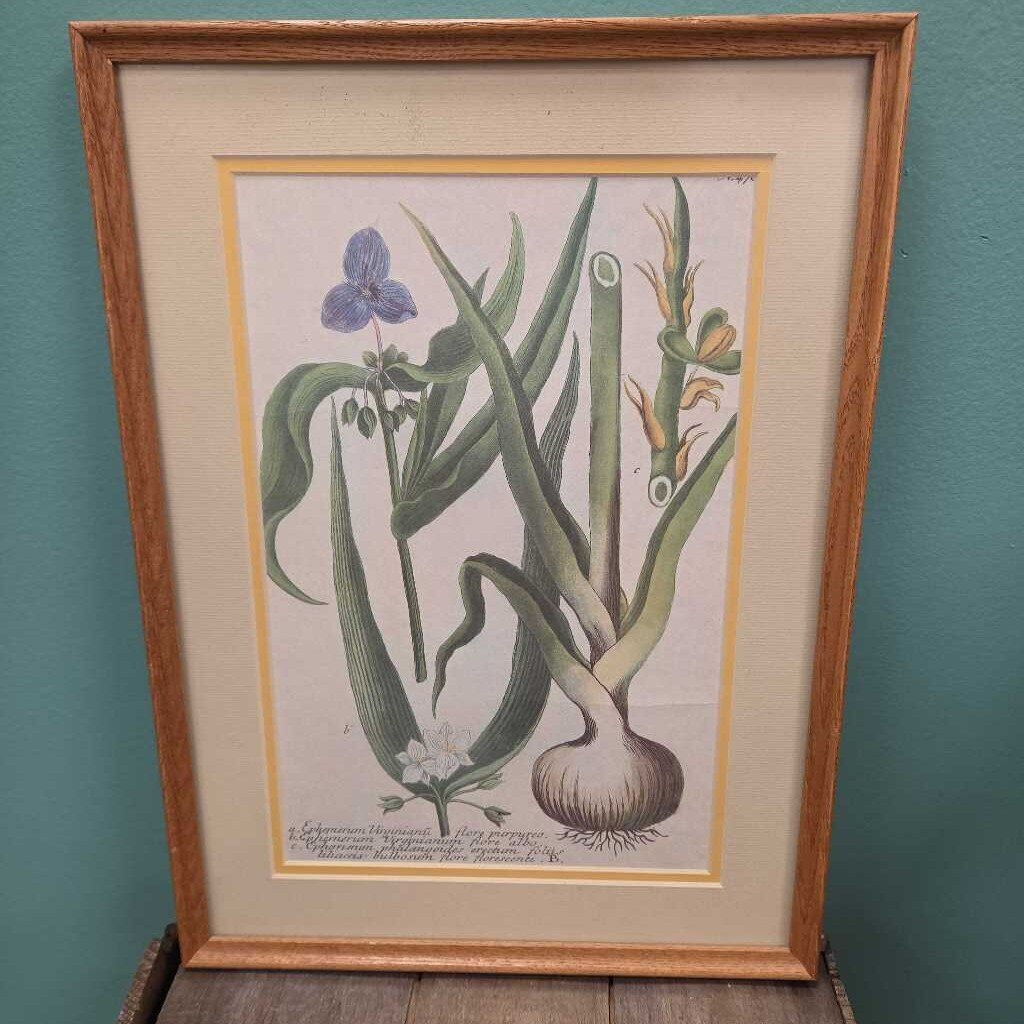 "Spider Lily" Print by Johann Wilhelm Weinmann