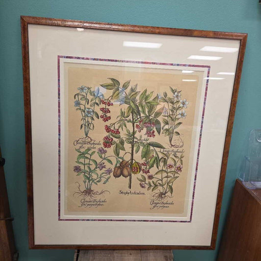Staphylodendron and Clematis Botanicals Print - Matted and Framed